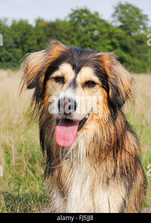 Mischling Hund (Canis Lupus F. Familiaris), drei Jahre alt Siberian Husky Malamute Mischling, Porträt, Deutschland Stockfoto