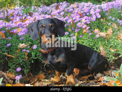 Rauhaar Dackel, Rauhhaar Dackel, Haushund (Canis Lupus F. Familiaris), Black And Tan neunzehn Monate alte Rüde sitzt vor blass lila Astern, Deutschland Stockfoto