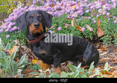 Rauhaar Dackel, Rauhhaar Dackel, Haushund (Canis Lupus F. Familiaris), Black And Tan neunzehn Monate alte Rüde sitzt vor blass lila Astern, Deutschland Stockfoto