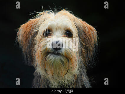 Rasse Hund (Canis Lupus F. Familiaris) gemischt, züchten fünf Monate alte männliche Malteser Chihuahua gemischt Hund, Portrait mit schwarzem Hintergrund, Deutschland Stockfoto