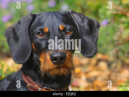 Rauhaar Dackel, Rauhhaar Dackel, Haushund (Canis Lupus F. Familiaris), Black And Tan neunzehn Monate alte Rüde, Porträt, Deutschland Stockfoto