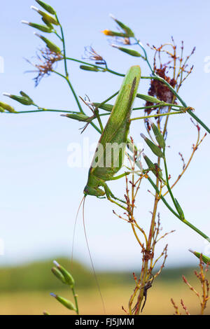 Große grüne Bush-Cricket, Green Bush-Cricket (Tettigonia Viridissima), Kopf zuerst auf eine Pflanze, Deutschland Stockfoto
