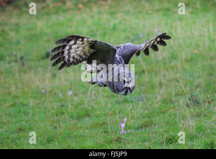 Bartkauz (Strix Nebulosa), im Flug, Deutschland Stockfoto