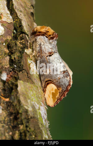 Buff-Tip Motte, Buff Tipp Raupe (Phalera Bucephala), gut getarnt auf Rinde, Deutschland Stockfoto