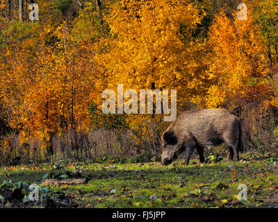 Wildschwein, Schwein, Wildschwein (Sus Scrofa), Wildschwein im herbstlichen Wald, Deutschland, Baden-Württemberg Stockfoto