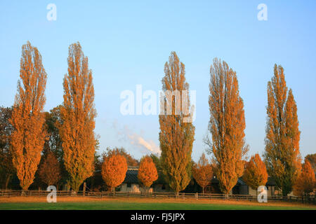 Lombardei-Pappel (Populus Nigra var. Italica, Populus Nigra 'Italica', Populus Italica, Populus Nigra Italica), Baumgruppe vor Bauernhäusern im Herbst, Deutschland Stockfoto