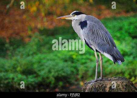 Graureiher (Ardea Cinerea), sitzt auf einem Baum Haken, Deutschland Stockfoto