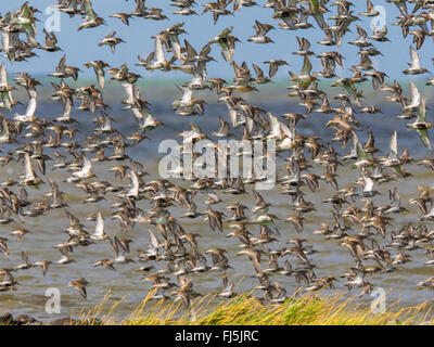 Alpenstrandläufer (Calidris Alpina), strömen Vögel mit Alpenstrandläufer, rote Knoten und grauen Regenpfeifer, Deutschland, Schleswig-Holstein, Schleswig-Holstein-Nationalpark Wattenmeer Stockfoto