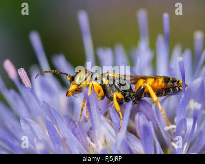 Digger Wasp (Dinetus Pictus), männliche Schafe s Bit Witwenblume (Jasione Montana), Deutschland Stockfoto