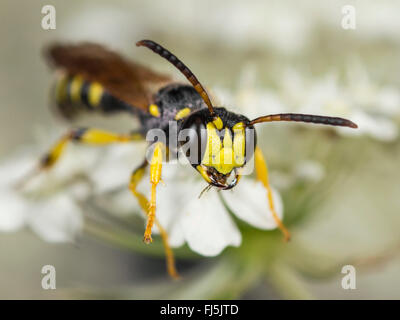 Sand-tailed Digger Wasp (Cerceris Arenaria), Männlich, die Nahrungssuche auf Wilde Möhre (Daucus Carota), Deutschland Stockfoto