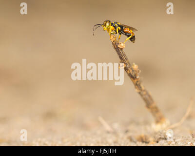 Digger Wespe (Dinetus Pictus), wartet Mann in seinem Gebiet auf ein Weibchen, Deutschland Stockfoto