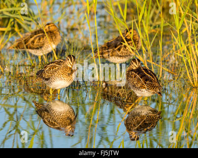 Bekassine (Gallinago Gallinago), Truppen ausruhen im Schilfgürtel, Deutschland Stockfoto