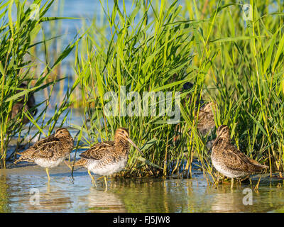 Bekassine (Gallinago Gallinago), Truppen ausruhen im Schilfgürtel, Deutschland Stockfoto