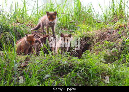 Rotfuchs (Vulpes Vulpes), Welpen vor der Höhle, Deutschland Stockfoto