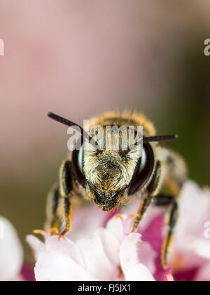 Luzerne Leafcutter Biene (Megachile Rotundata), Weiblich, die Nahrungssuche auf Oregano (Origanum Vulgare), Deutschland Stockfoto