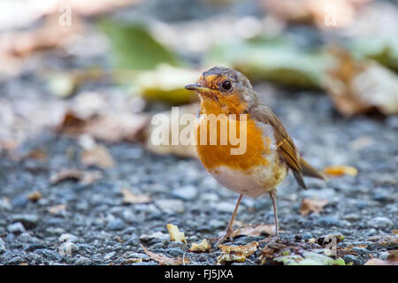 Rotkehlchen (Erithacus Rubecula), sitzt auf steinigem Gelände, Österreich, Tirol Stockfoto