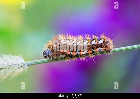 Knot Grass (Acronicta Rumicis, Apatele Rumicis), Raupe auf einem Grashalm Rasen, Deutschland, Bayern Stockfoto