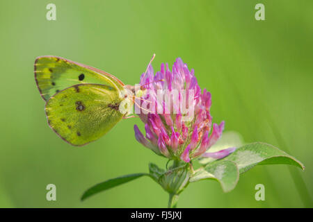 Blasse getrübt gelb (Colias Hyale), männliche saugt an Klee, Österreich, Tirol Stockfoto