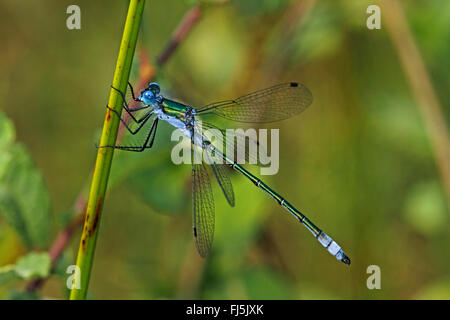 knappen Emerald Damselfly (Lestes Dryas), Männlich, Deutschland Stockfoto