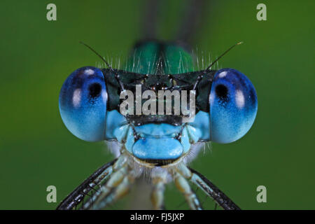 knappen Emerald Damselfly (Lestes Dryas), Porträt, Deutschland Stockfoto