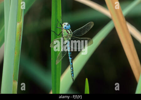 Green Hawker (Aeshna Viridis, Aeschna Viridis), Männlich, Deutschland Stockfoto