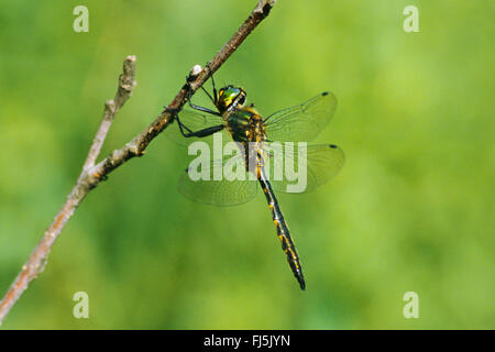 gelb gefleckten Smaragd (Somatochlora Flavomaculata), an einen Zweig, Deutschland Stockfoto