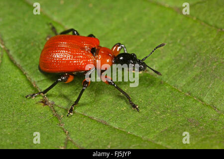 Hazel Rüsselkäfer (Apoderus Coryli), sitzt auf einem Blatt, Deutschland Stockfoto