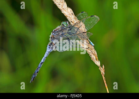 schwarz-angebundene Skimmer (Orthetrum Cancellatum), männliche feeds schmal geflügelte Damselfly, Deutschland Stockfoto