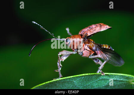 Eichel Rüsselkäfer (Curculio Venosus), ausziehen, Deutschland Stockfoto