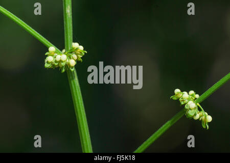 Holz-Dock, Dock Rotwein (Rumex Sanguineus), Blumen, Oberbayern, Oberbayern, Bayern, Deutschland Stockfoto