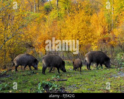 Wildschwein, Schwein, Wildschwein (Sus Scrofa), Echolot im herbstlichen Wald, Deutschland, Baden-Württemberg Stockfoto