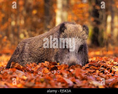 Wildschwein, Schwein, Wildschwein (Sus Scrofa) Ruhestätte Bache auf Waldboden im Herbst, Deutschland, Baden-Württemberg Stockfoto