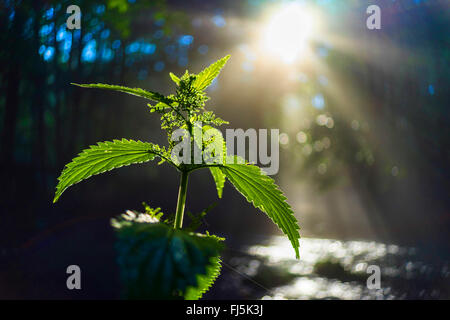 Brennnessel (Urtica Dioica), bei Gegenlicht, Triebtal, Vogtlaendische Schweiz, Sachsen, Deutschland Stockfoto