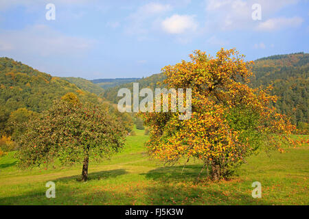 Apfelbaum (Malus Domestica), im Herbst, Deutschland, Baden-Württemberg, Odenwald Stockfoto