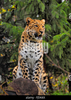 Amur-Leopard (Panthera Pardus Orientalis), sitzen auf einem Baumstamm Stockfoto