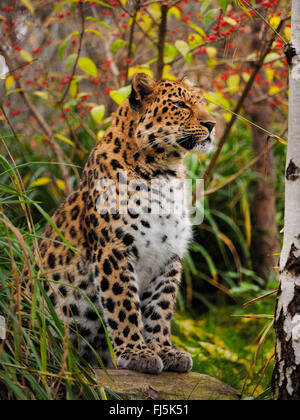 Amur-Leopard (Panthera Pardus Orientalis), sitzt auf einem Stein im Dickicht Stockfoto