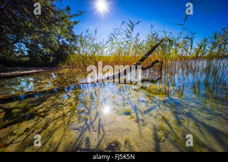 Totholz in einem See bei Gegenlicht, Neuglobsow, Stechlin, Brandenburg, Deutschland Stockfoto