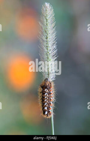 Knot Grass (Acronicta Rumicis, Apatele Rumicis), Raupe auf einem Grashalm Rasen, Deutschland, Bayern Stockfoto