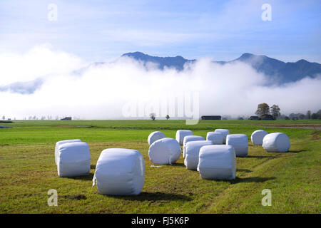 Silageballen auf einer Wiese Blick durch Nebel, Kochel Berge und Jochberg, Deutschland, Bayern, Oberbayern, Oberbayern Stockfoto