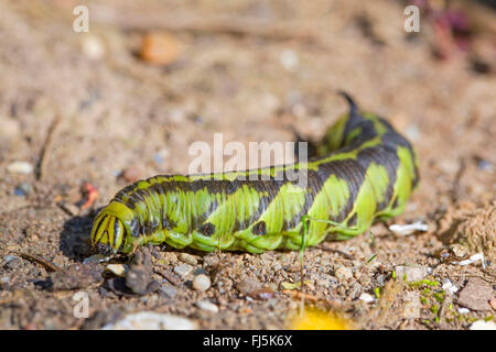 Convolvulus Hawkmoth, Morning Glory Sphinx Motte (Agrius Convolvuli, di Convolvuli, Sphinx Convolvuli), Raupe auf dem Weg zur Verpuppung, Deutschland, Bayern Stockfoto