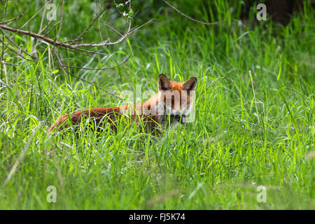 Rotfuchs (Vulpes Vulpes), gefangen Elternteil mit Maus, Deutschland Stockfoto