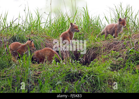 Rotfuchs (Vulpes Vulpes), Welpen vor der Höhle, Deutschland Stockfoto