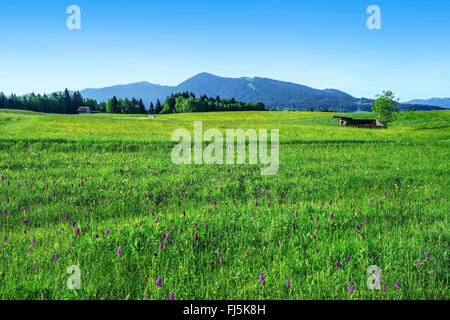 Frühling, Wiese und blühende Orchideen, Ammergauer Alpen im Hintergrund, Deutschland, Bayern, Oberbayern, Oberbayern, Alpenvorland Stockfoto