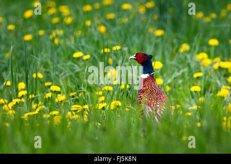 gemeinsamen Fasan, Kaukasus Fasane, kaukasische Fasan (Phasianus Colchicus), männliche auf einer Wiese mit blühenden Löwenzahn, Deutschland Stockfoto