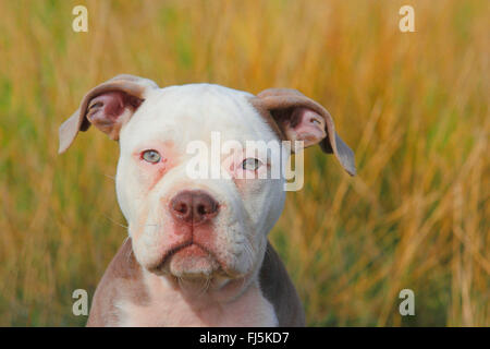 Olde English Bulldog (Canis Lupus F. Familiaris), zwölf Schwachstellen alter Welpe sitzen auf einer Wiese, Porträt, Deutschland Stockfoto