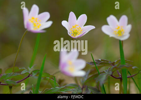 Buschwindröschen (Anemone Nemorosa), blühen, Oberbayern, Oberbayern, Bayern, Deutschland Stockfoto