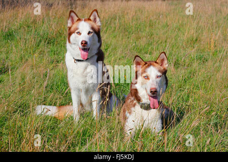 Siberian Husky (Canis Lupus F. Familiaris), zwei Siberian Huskies auf einer Wiese, Deutschland Stockfoto