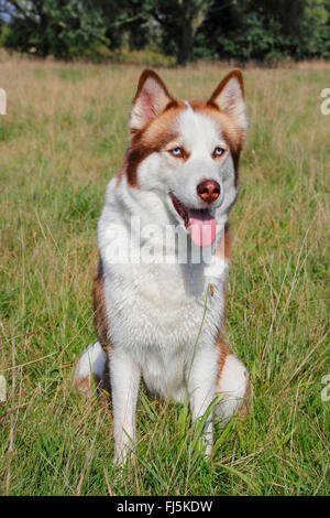 Siberian Husky (Canis Lupus F. Familiaris), sitzt in einem Medow, Deutschland vier Jahre alt, Weiblich Stockfoto