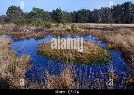ehemalige Torf Ausbeutung am Neustädter Moor, Deutschland, Niedersachsen, Diepholzer Moorniederung, Neustädter Moor Stockfoto