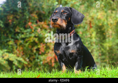 Rauhaar Dackel, Rauhhaar Dackel, Haushund (Canis Lupus F. Familiaris), Black And Tan neunzehn Monate alte Rüde saß auf einer Wiese, Deutschland Stockfoto